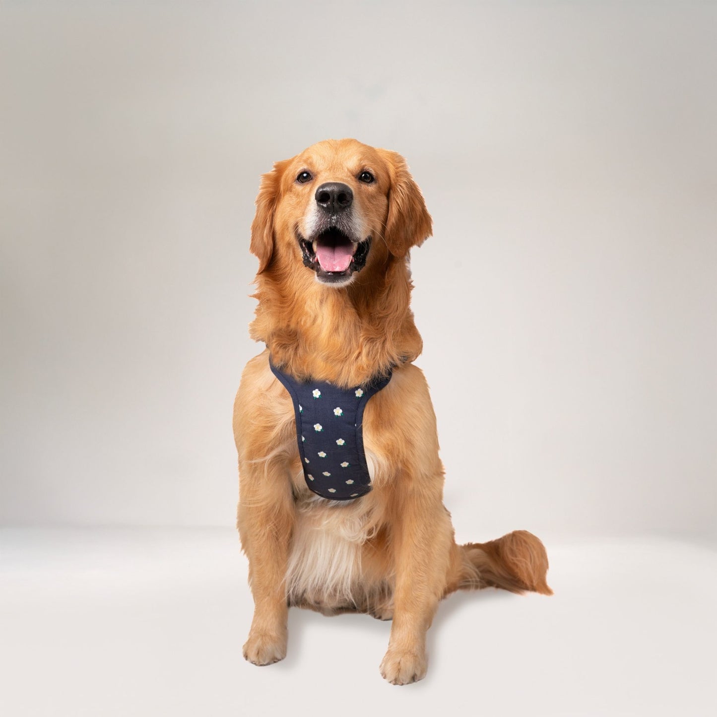 Wag & Wilder Dog Harness- Blue with Embroidery