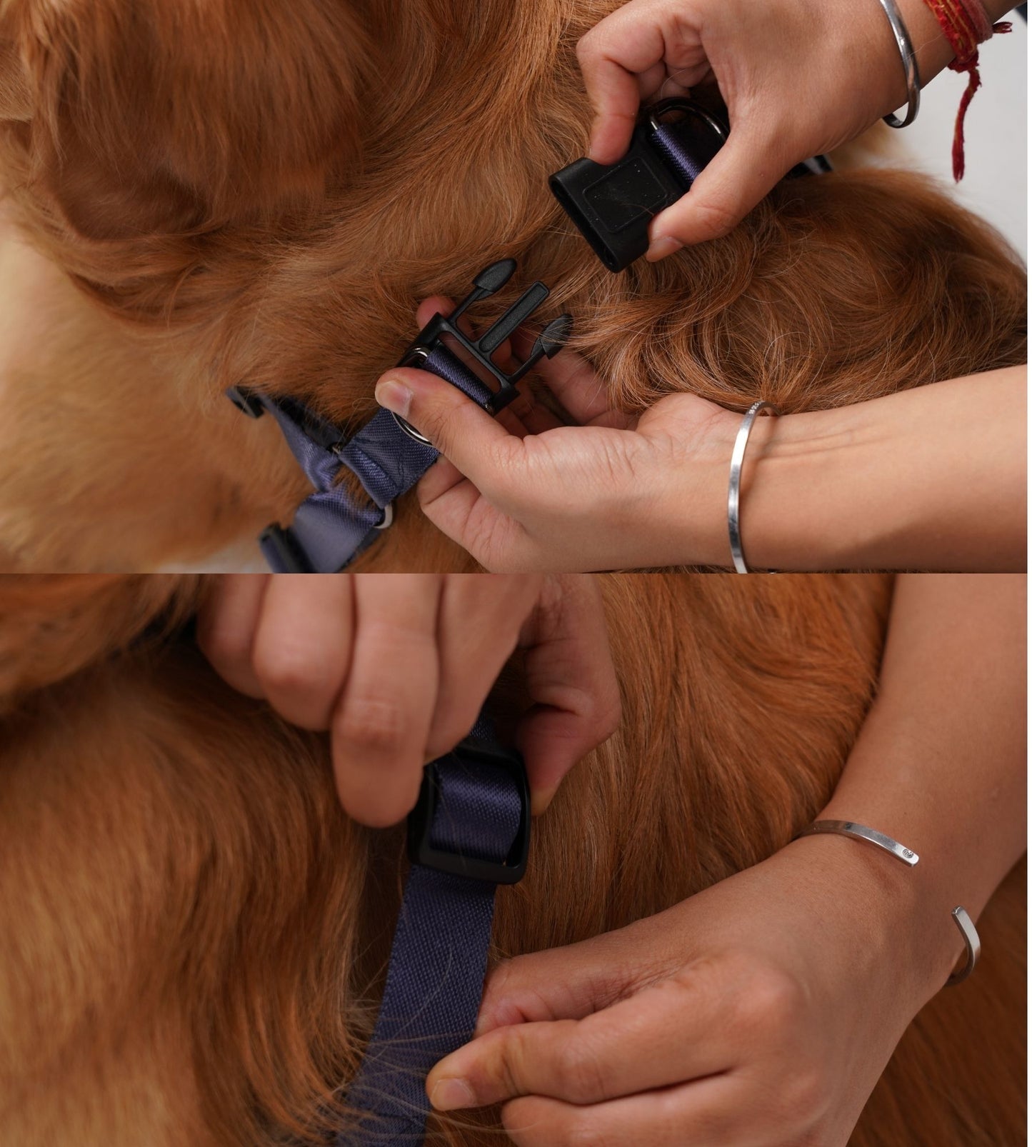 Wag & Wilder Dog Harness- Blue with Embroidery