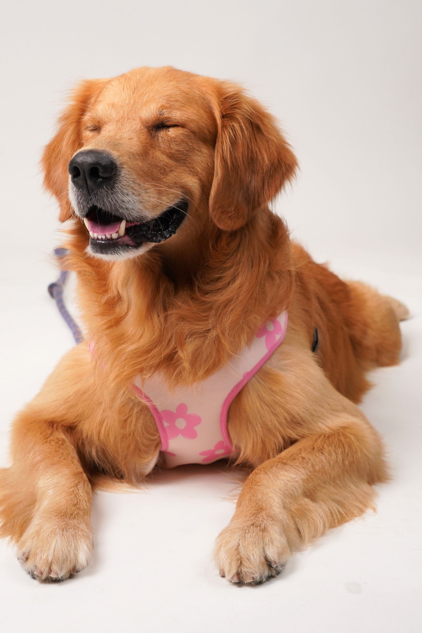 Wag & Wilder Reversible Dog Harness - Pink