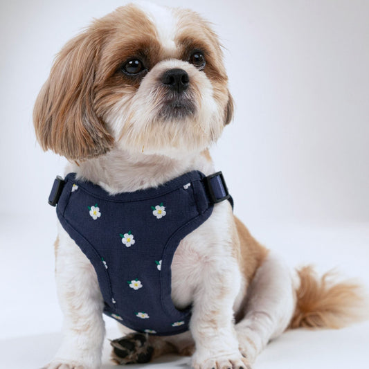 Wag & Wilder Dog Harness- Blue with Embroidery