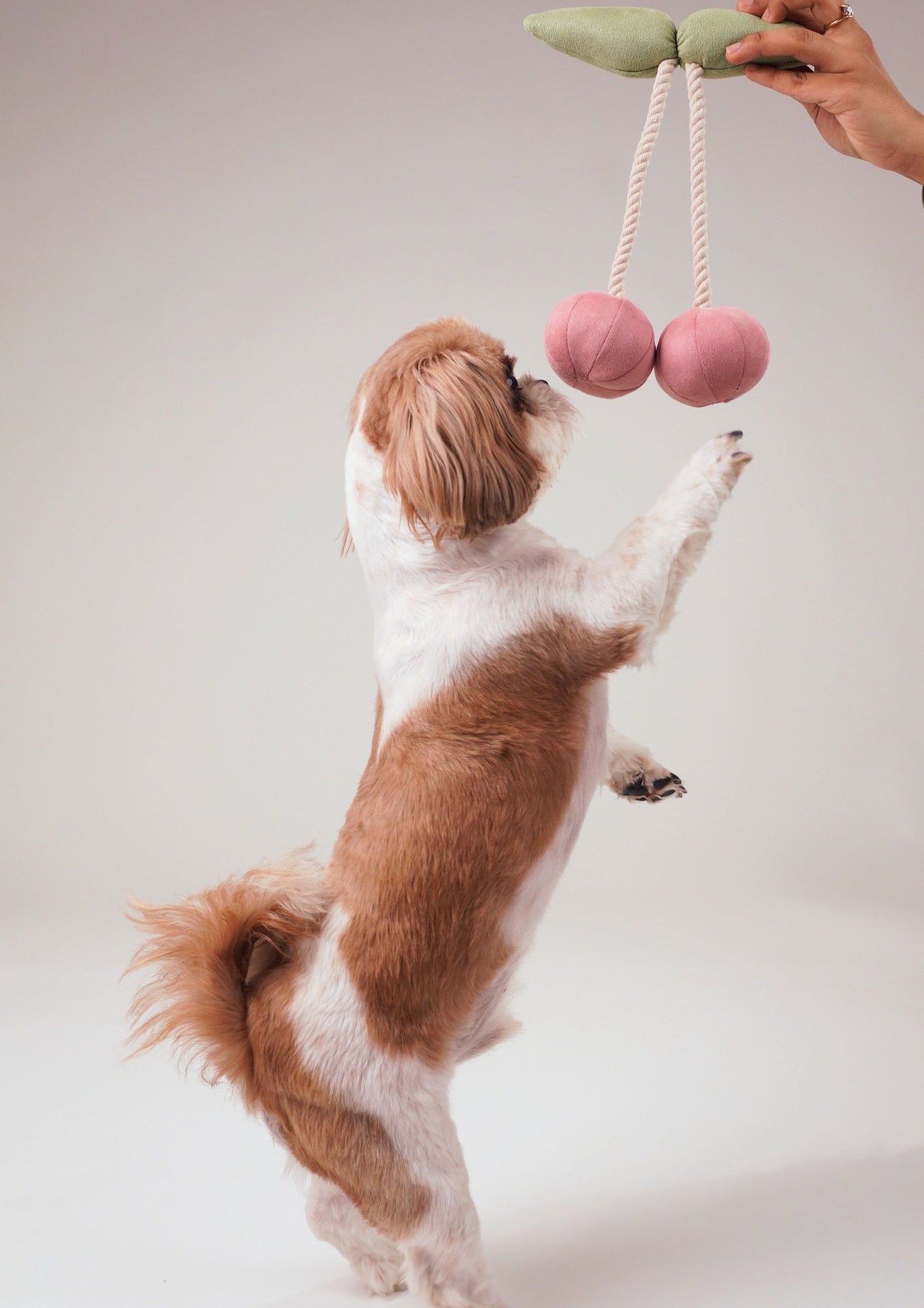 Wag & Wilder Cherry Plush Rope Squeaky Toy