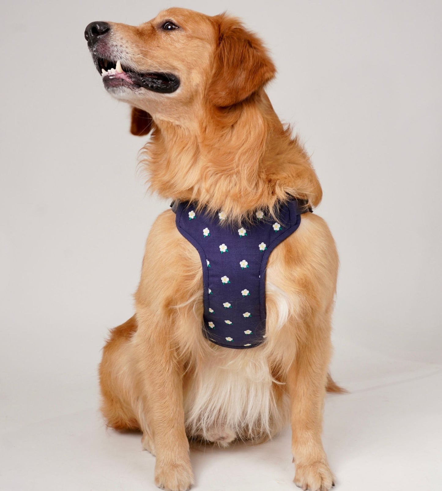 Wag & Wilder Dog Harness- Blue with Embroidery