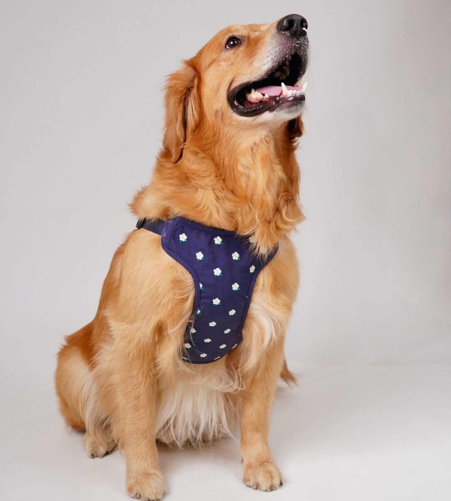 Wag & Wilder Dog Harness- Blue with Embroidery