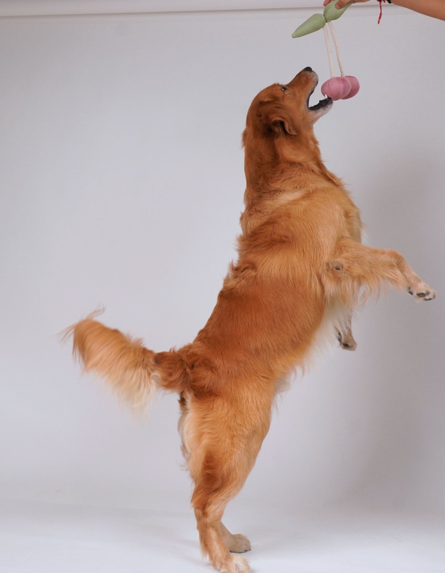 Wag & Wilder Cherry Plush Rope Squeaky Toy