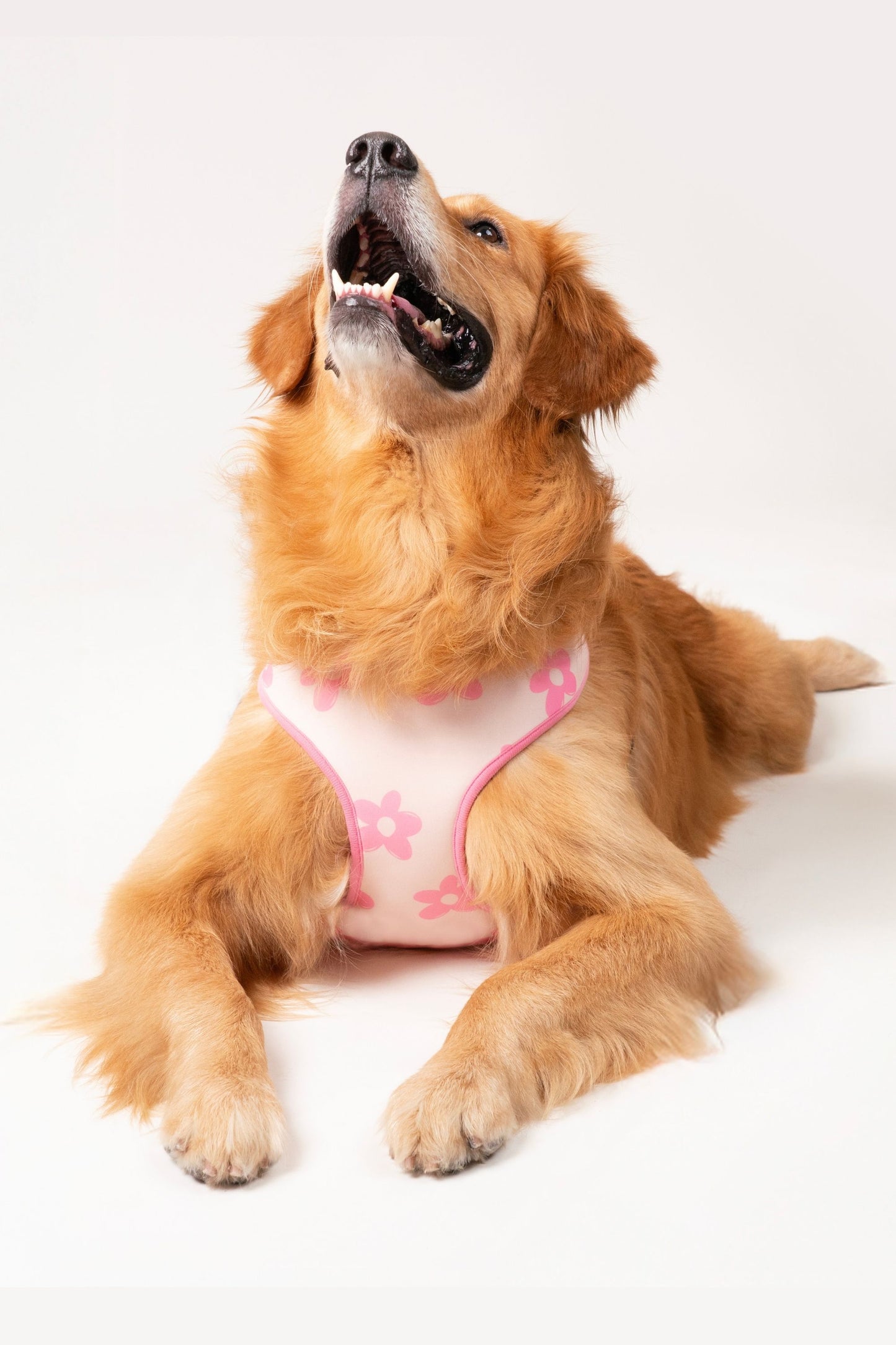 Wag & Wilder Reversible Dog Harness - Pink
